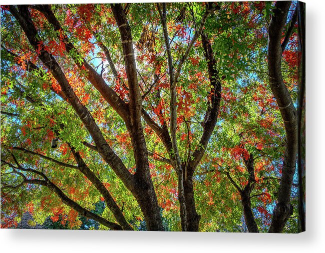 Texas Fall Colors Glory Heard Nature Museum Tree Leaves Autumn Acrylic Print featuring the photograph Texas Fall Glory by Ross Henton