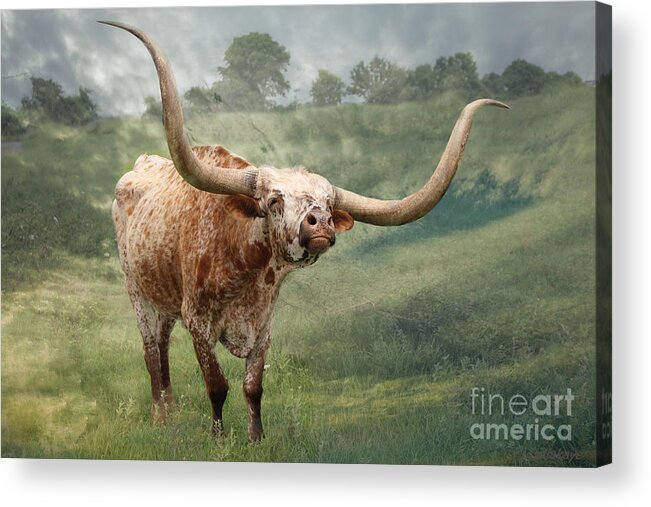 Texas Longhorns Acrylic Print featuring the photograph Texas Longhorn - Pride by Ella Kaye Dickey