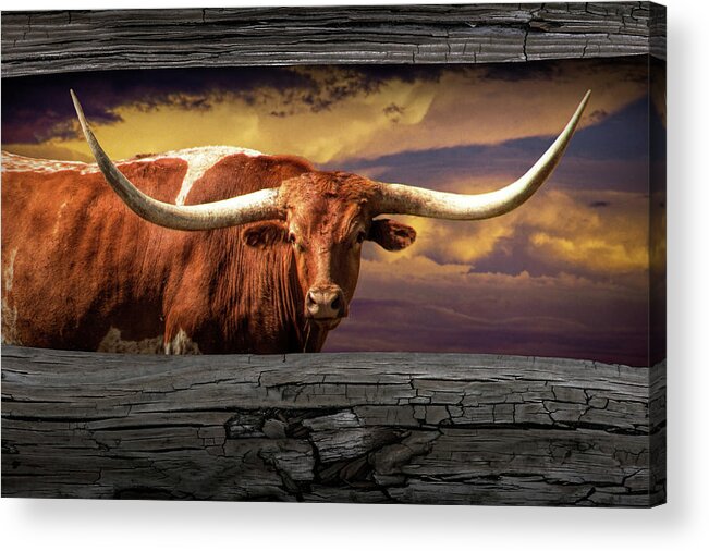 Longhorn Acrylic Print featuring the photograph Texas Longhorn Steer at Sunset looking through the Fence Rails by Randall Nyhof