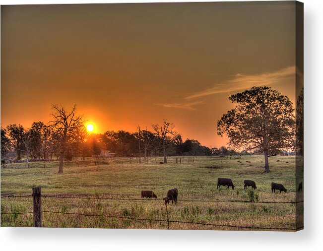 Texas Cattle Ranch Acrylic Print featuring the photograph Texas Sunrise by Barry Jones