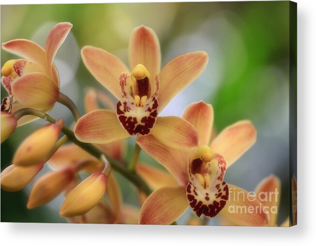 That Tropical Glow Acrylic Print featuring the photograph That Tropical Glow by Rachel Cohen
