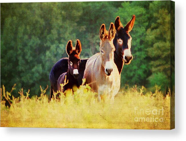 Agriculture Acrylic Print featuring the photograph The A Family by Darren Fisher