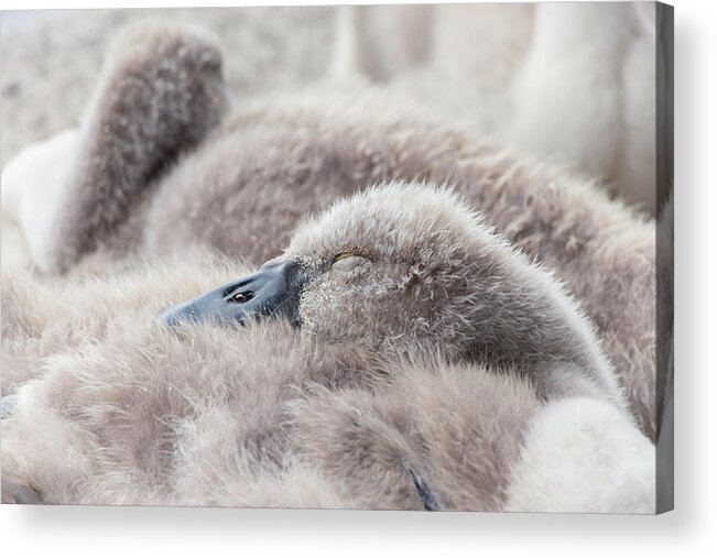 Swan Acrylic Print featuring the photograph The Afternoon Lullaby by Iryna Goodall