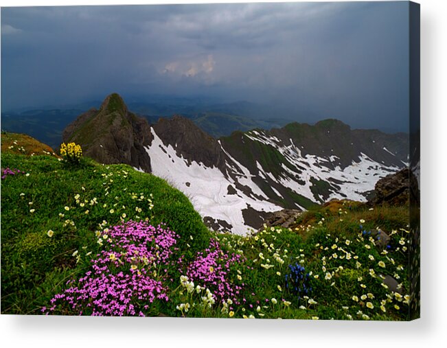 Austria Acrylic Print featuring the photograph The Alps Wildflowers by Debra and Dave Vanderlaan