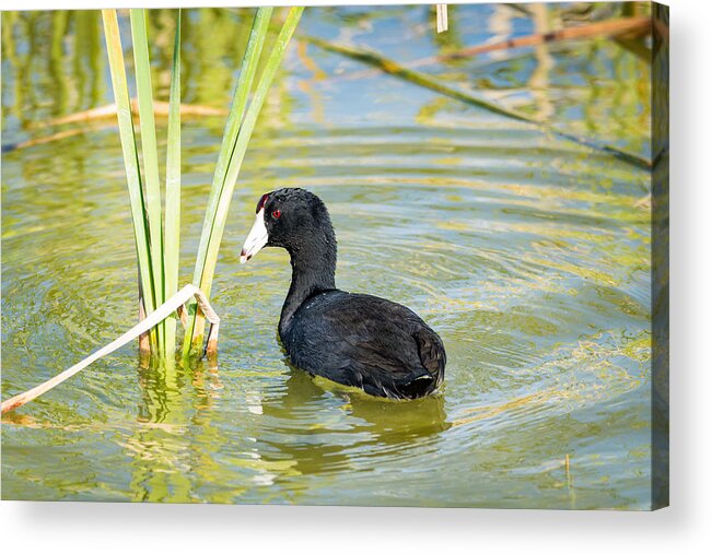 The American Coot Acrylic Print featuring the photograph The American Coot by Debra Martz