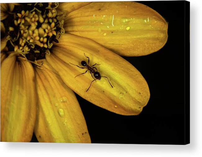 Jay Stockhaus Acrylic Print featuring the photograph The Ant by Jay Stockhaus