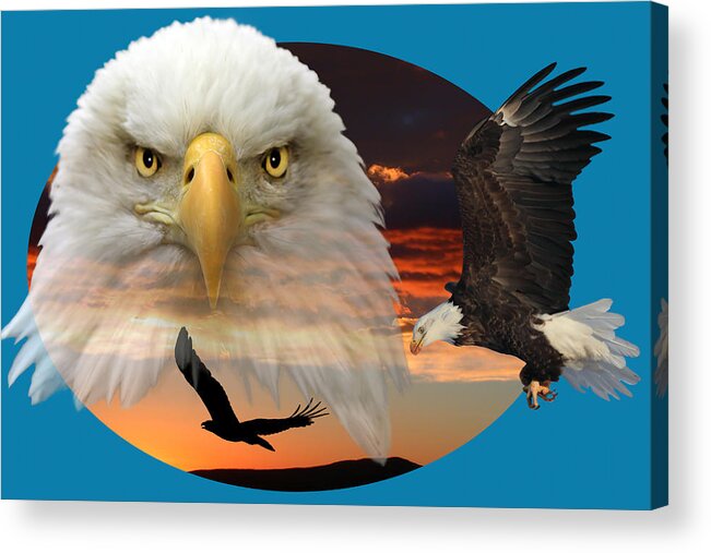 Bald Eagle Acrylic Print featuring the photograph The Bald Eagle 2 by Shane Bechler