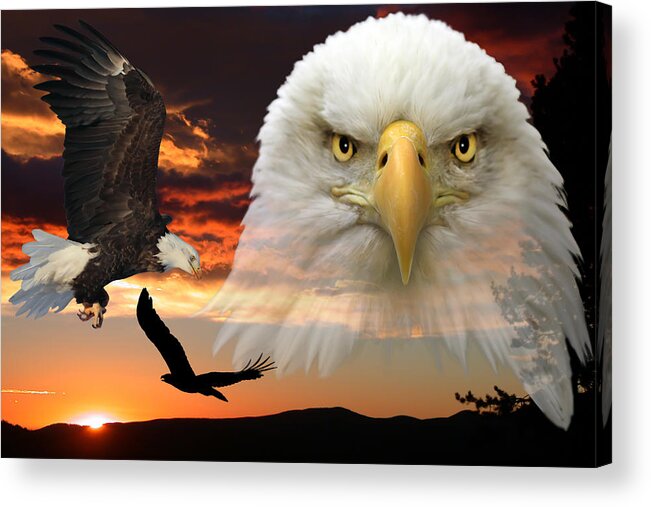 Bald Eagle Acrylic Print featuring the photograph The Bald Eagle by Shane Bechler