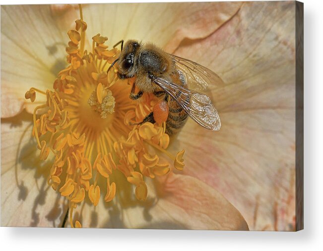 Bee Acrylic Print featuring the photograph The Beautiful Bee by Roberto Aloi