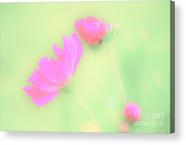 Flowers Acrylic Print featuring the photograph The Beauty Before Me by Merle Grenz