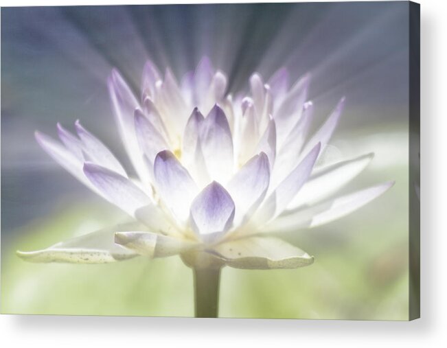 Lotus Flower Acrylic Print featuring the photograph The Beauty Within by Douglas Barnard
