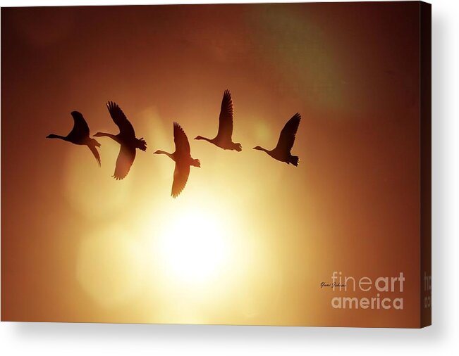 Sunset Acrylic Print featuring the photograph The before the Sundwon by Yumi Johnson