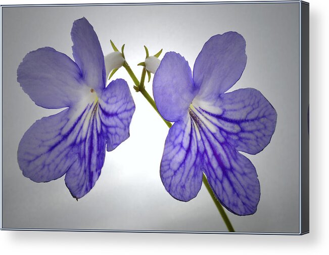 Streptocarpus Flowers Acrylic Print featuring the photograph The Betham Twins. by Terence Davis