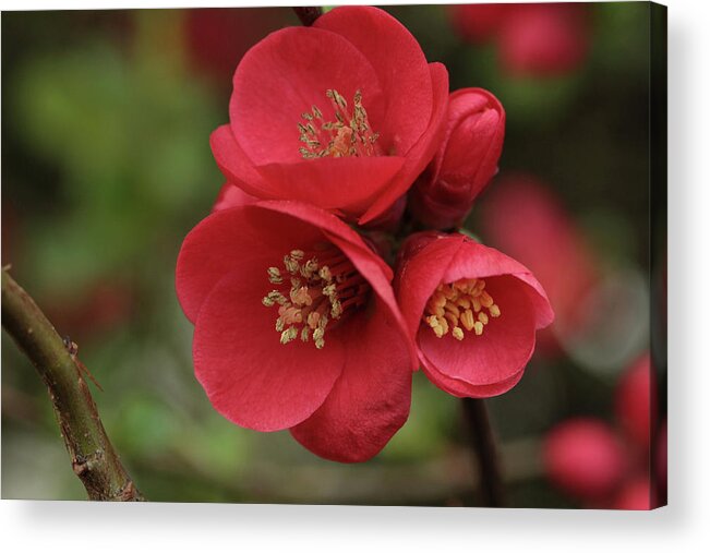 Connie Handscomb Acrylic Print featuring the photograph The Blooming Red Quince by Connie Handscomb
