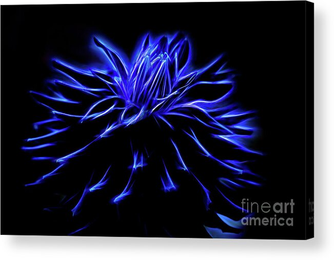  Acrylic Print featuring the photograph The Blue Dahlia by Marilyn Cornwell