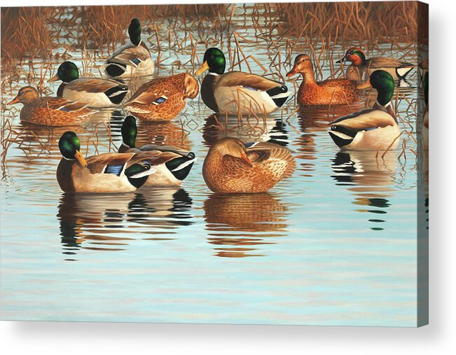 Mallards Acrylic Print featuring the painting The Breakfast Club by Guy Crittenden