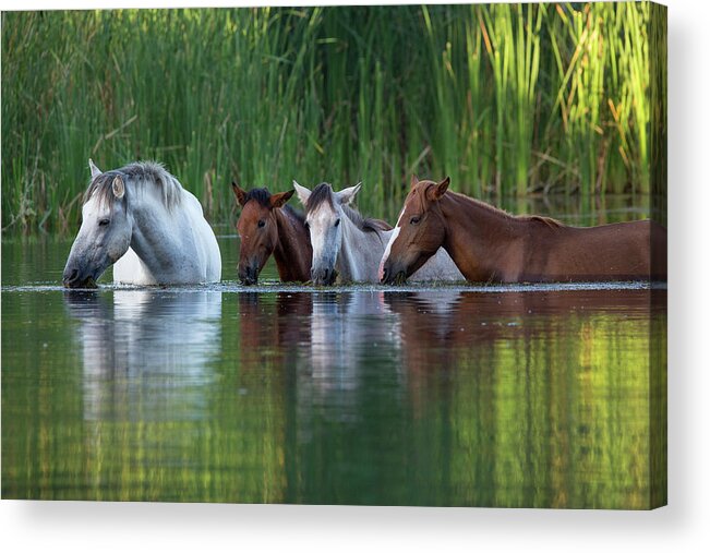 Horses Acrylic Print featuring the photograph The Breakfast Club by Sue Cullumber
