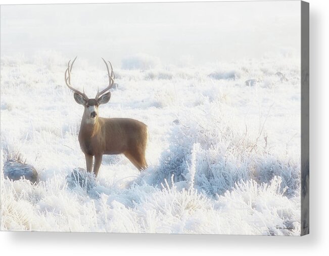 Deer Acrylic Print featuring the photograph The Buck Stops Here by Brian Gustafson