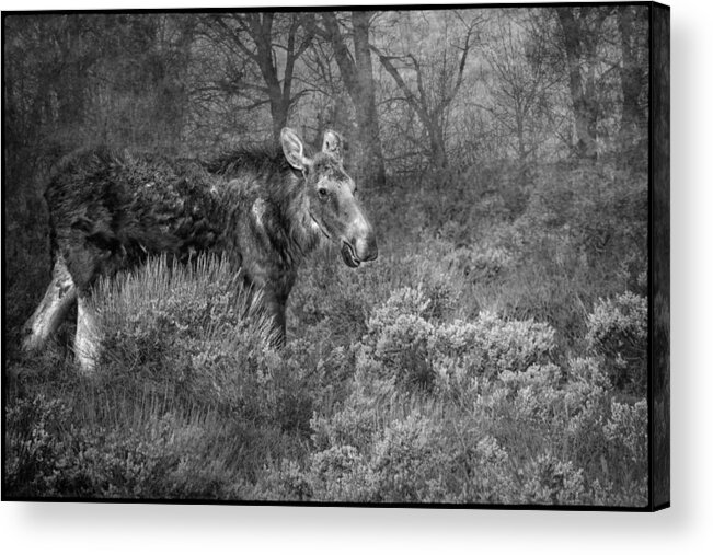 Moose Acrylic Print featuring the photograph The Calm of a Moose BW by Belinda Greb