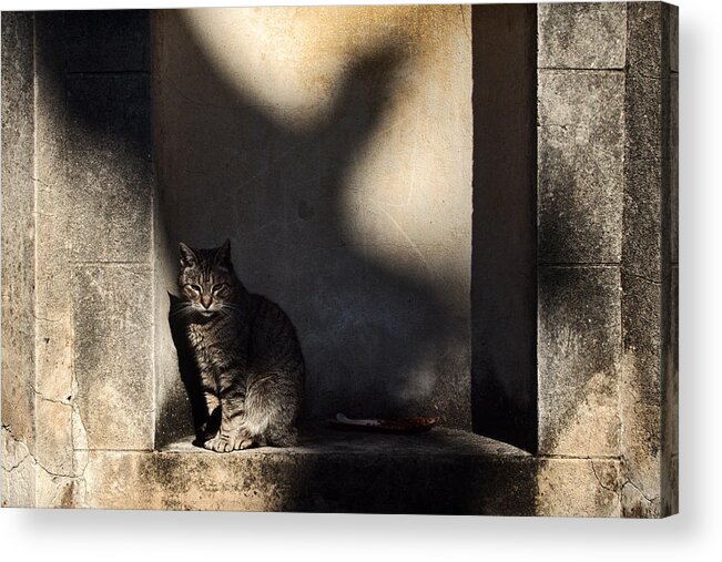 Cat Acrylic Print featuring the photograph The Cat and the Bird by Osvaldo Hamer