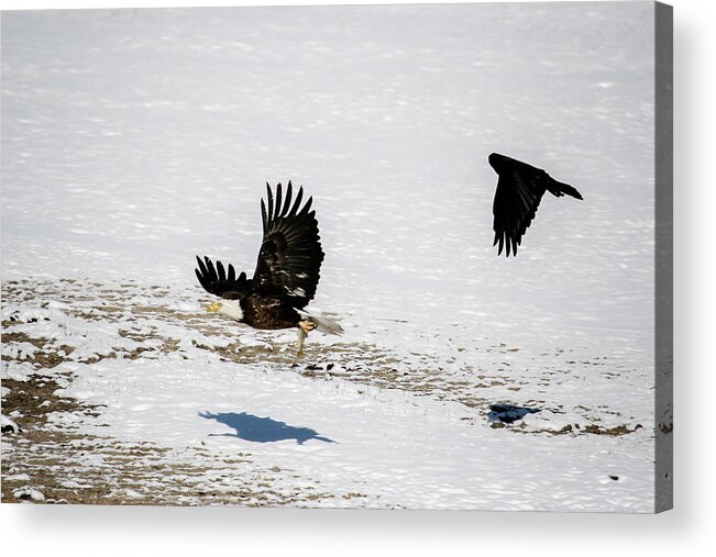 Raven Acrylic Print featuring the photograph The Chase is On by Gary Hall