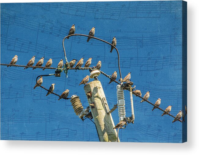 Birds Acrylic Print featuring the photograph The Choir by Cathy Kovarik