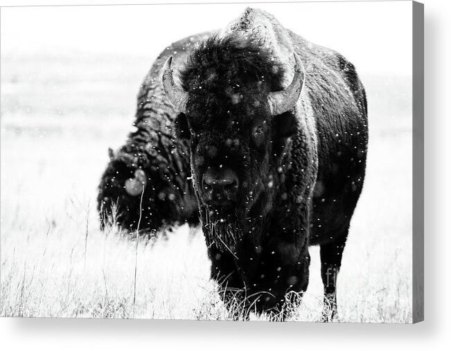 Buffalo Acrylic Print featuring the photograph The Cold Brotherhood by Jim Garrison