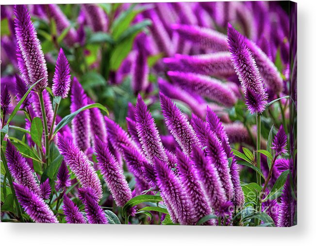 Purple Flowers; Purple Landscape; Acrylic Print featuring the photograph The Color Purple by Jim Garrison