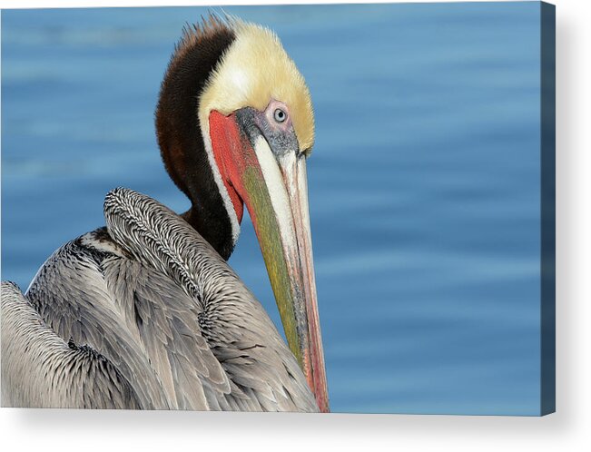 Brown Pelican Acrylic Print featuring the photograph The Colors Of Love by Fraida Gutovich