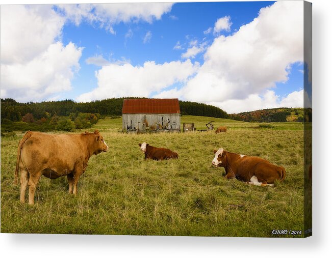 Cow Acrylic Print featuring the digital art The Cows of Mabou by Ken Morris