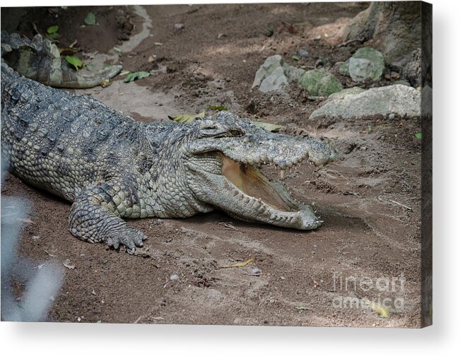 Michelle Meenawong Acrylic Print featuring the photograph The Croc by Michelle Meenawong