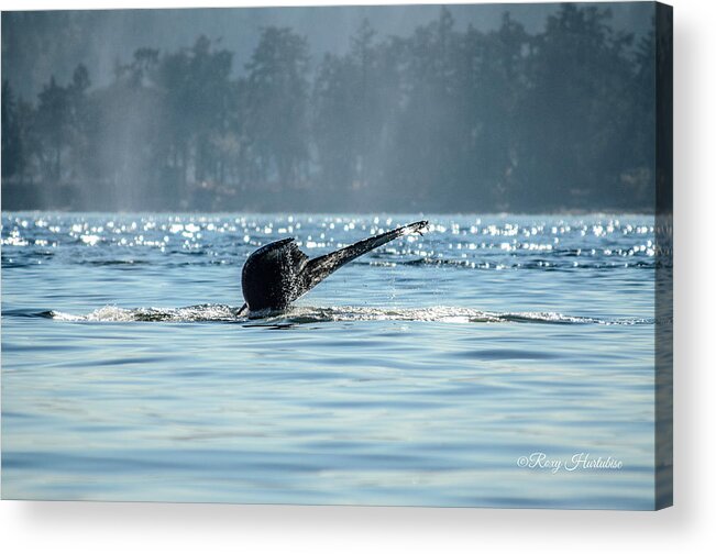 Humpback Whales Acrylic Print featuring the photograph The Descent Humpback Whale by Roxy Hurtubise