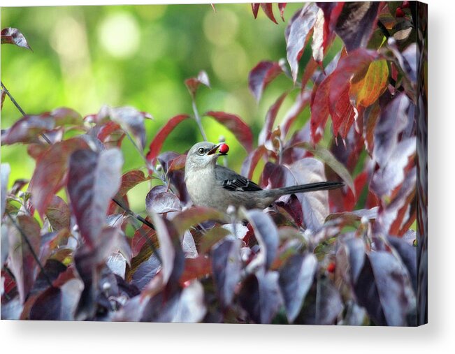 Nature Acrylic Print featuring the photograph The Dogwood Diner by Trina Ansel