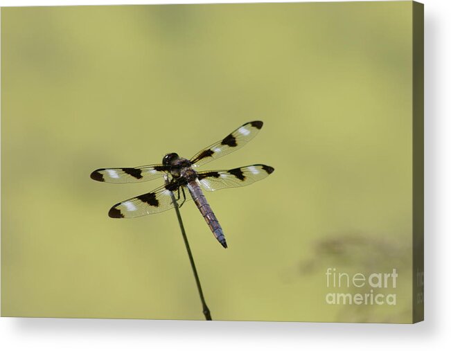 Bug Acrylic Print featuring the photograph The Dragonfly by David Bishop