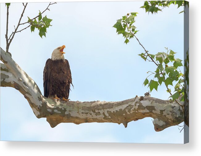 Bald Eagle Acrylic Print featuring the photograph The Eagle Calls 2 by Susan Rissi Tregoning