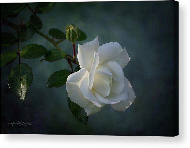 White Rose Acrylic Print featuring the photograph The Encouragement of Light by Karen Casey-Smith