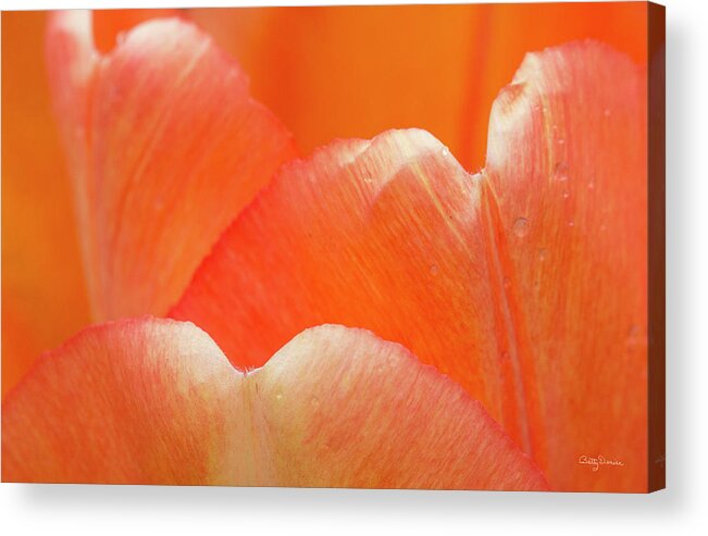 Tulip Acrylic Print featuring the photograph The Essence of a Tulip Orange Sherbert by Betty Denise