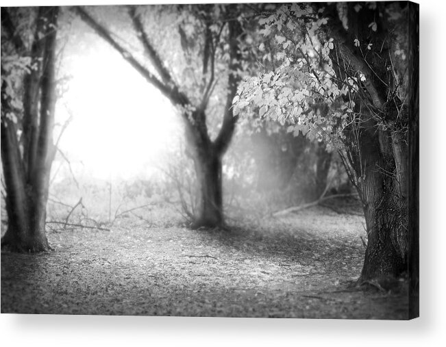 Tree Acrylic Print featuring the photograph The Fairy Forest by Gert J Gagiano