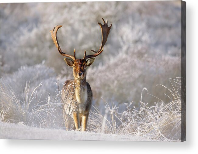 Fallow Deer in Frosty Landscape Acrylic Print featuring the photograph The Fallow Deer and The Frost by Roeselien Raimond