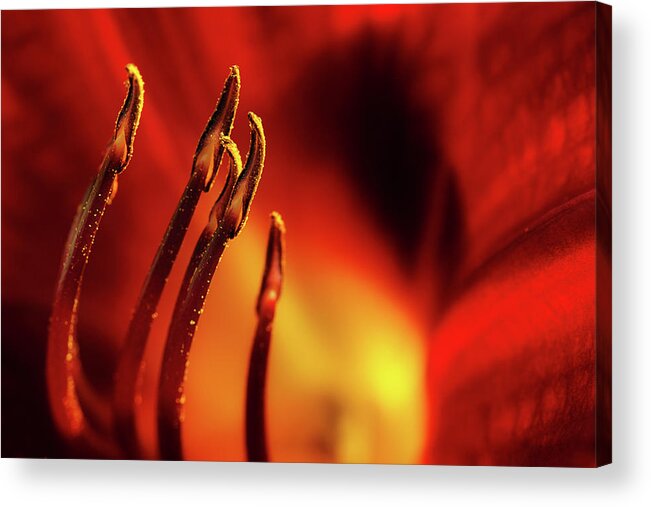 Lily Acrylic Print featuring the photograph The Fire Within by Mike Eingle