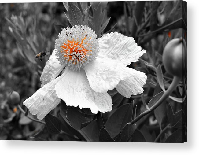 Romneya Flower Acrylic Print featuring the photograph The Fire Within by Yolanda Caporn