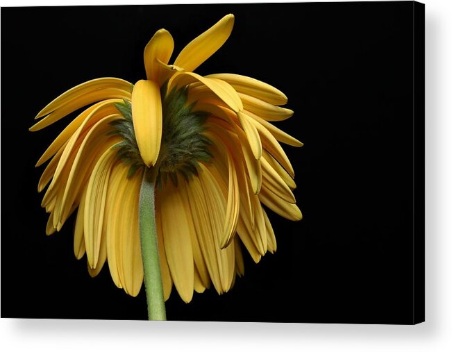 Flower Acrylic Print featuring the photograph The Flop by Dan Holm