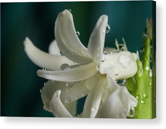 Flower Acrylic Print featuring the photograph The flower of Dews 2 by Hazem Mohamad