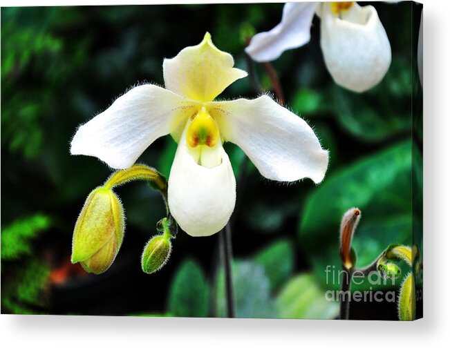 Orchid Acrylic Print featuring the photograph The Flying Orchid by Andee Design