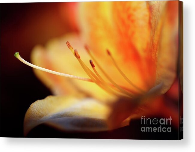 Terry Elniski Photography Acrylic Print featuring the photograph The Garden - Peach Colored Azalea Flower 2 by Terry Elniski
