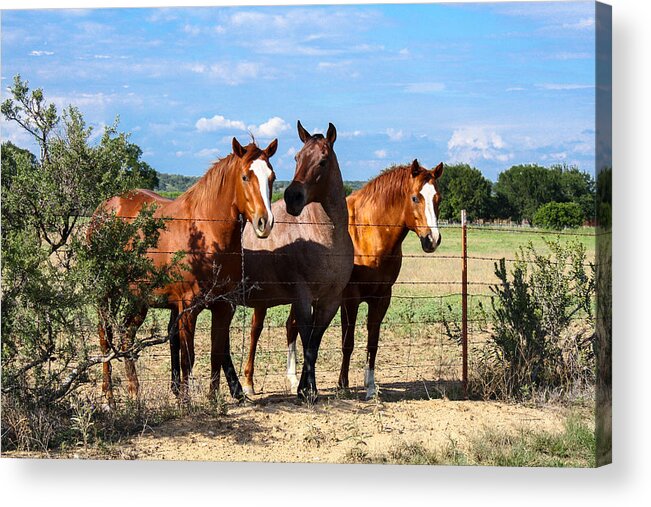 Horses Acrylic Print featuring the photograph The Girlz by Toma Caul