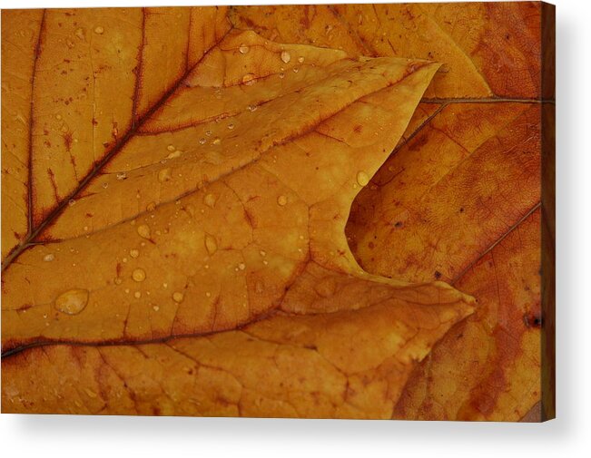 Leaves Acrylic Print featuring the photograph The Golden Time by Lyle Hatch