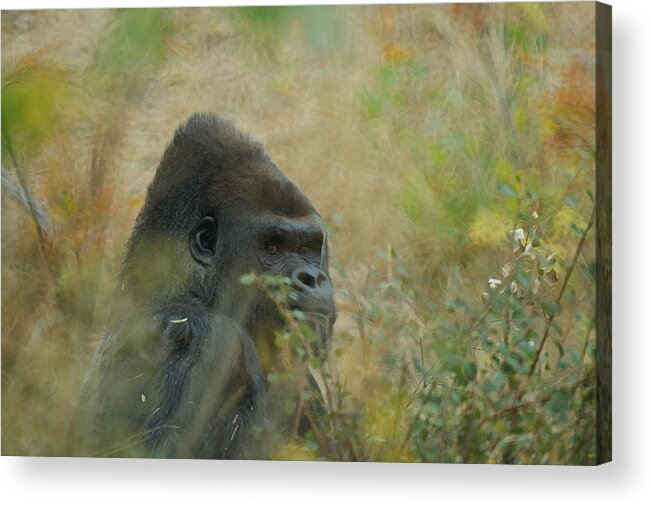 Animals Acrylic Print featuring the photograph The Gorilla 5 by Ernest Echols
