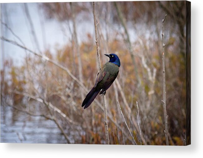 Common Grackle Acrylic Print featuring the photograph The Grackle by Steve L'Italien