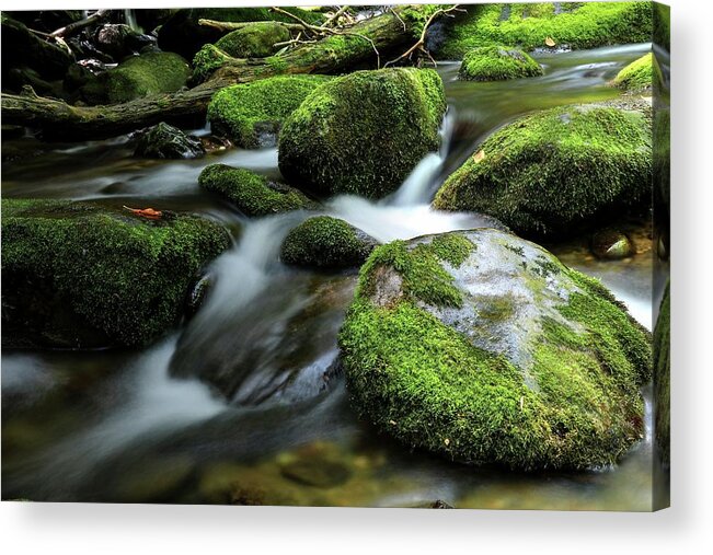Roaring Fork Motor Trail Great Smoky Mountains National Park Acrylic Print featuring the photograph The Great Smoky Mountains National Park Mossy Boulders by Carol Montoya